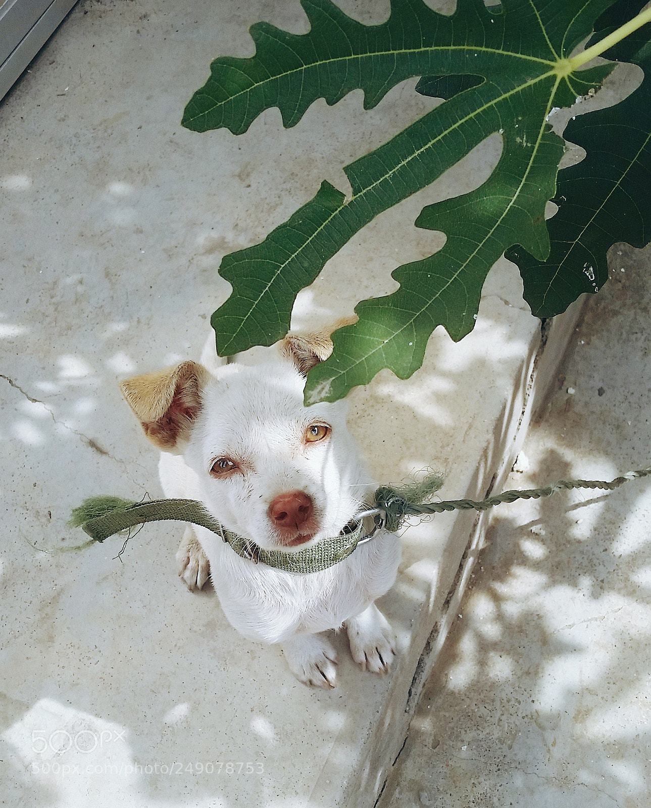 Samsung Galaxy S5 sample photo. 小白 photography