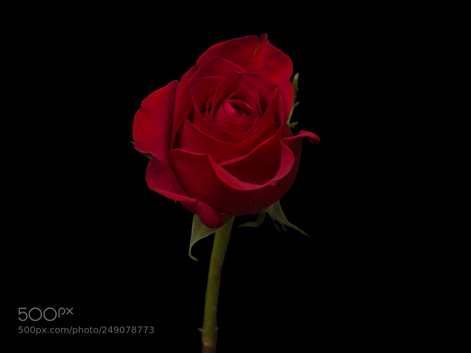 Olympus OM-D E-M1 sample photo. Red rose 03 photography