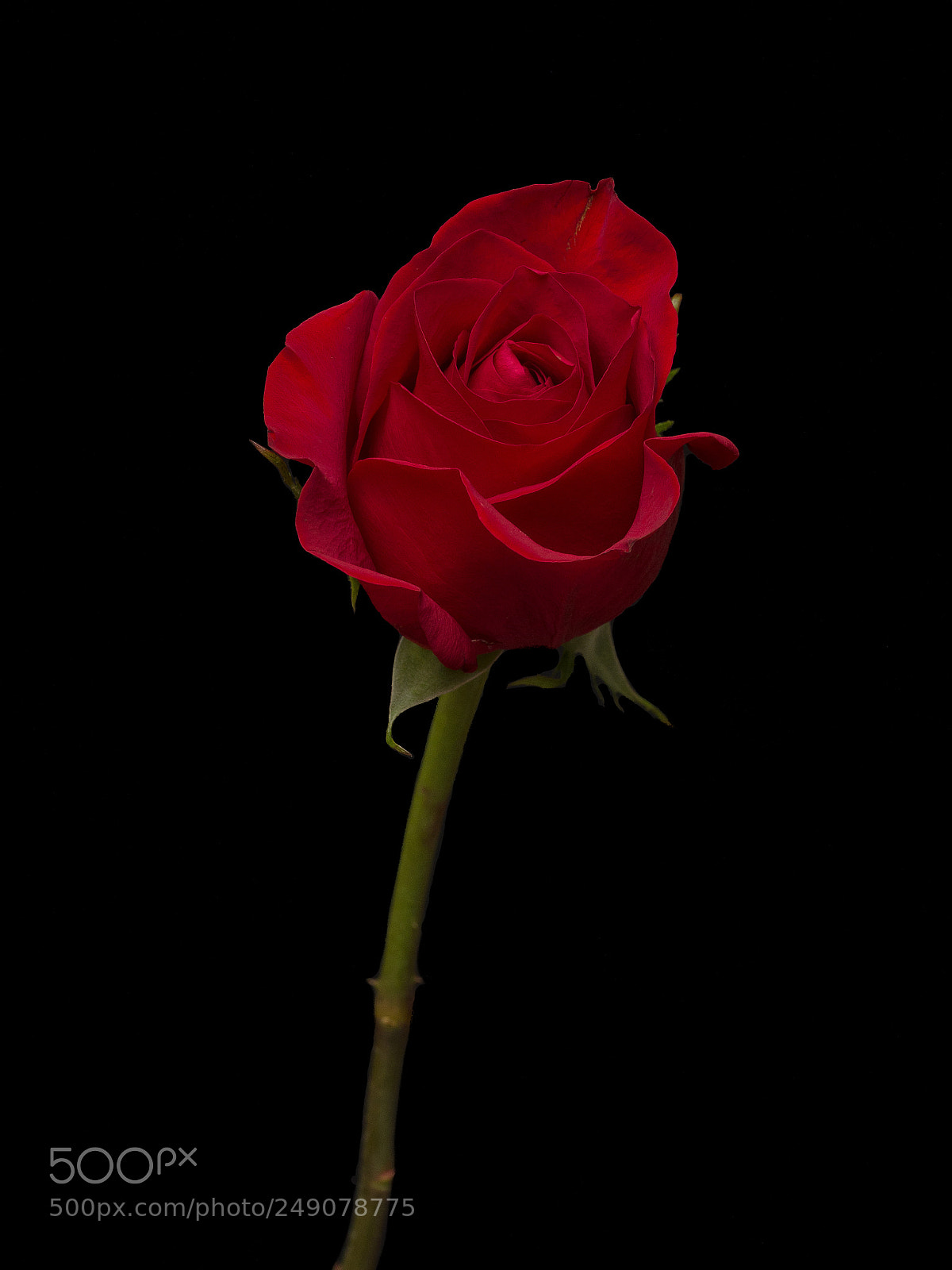 Olympus OM-D E-M1 sample photo. Red rose 04 photography