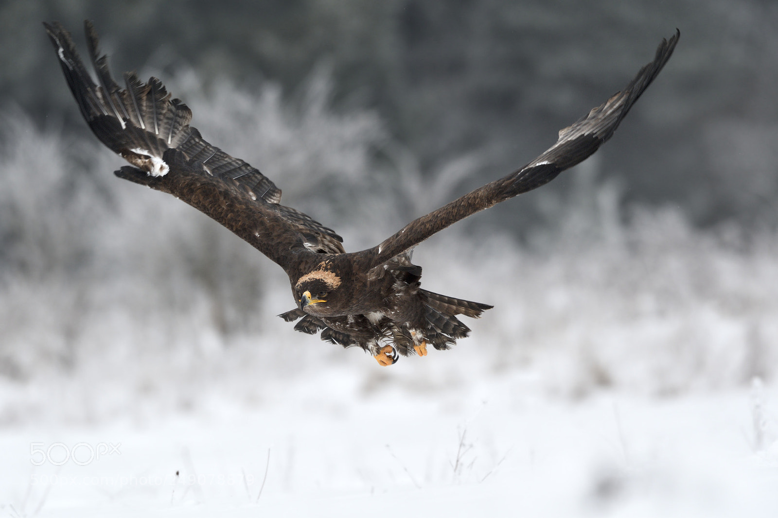 Nikon D500 sample photo. Steppe eagle  aquila nipalensis photography