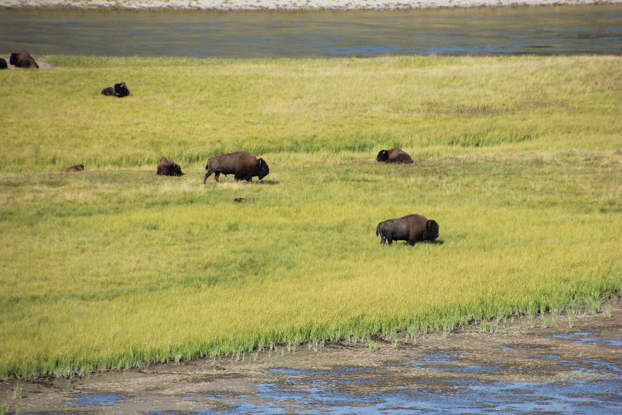 Canon EOS 600D (Rebel EOS T3i / EOS Kiss X5) sample photo. Bison grazing photography