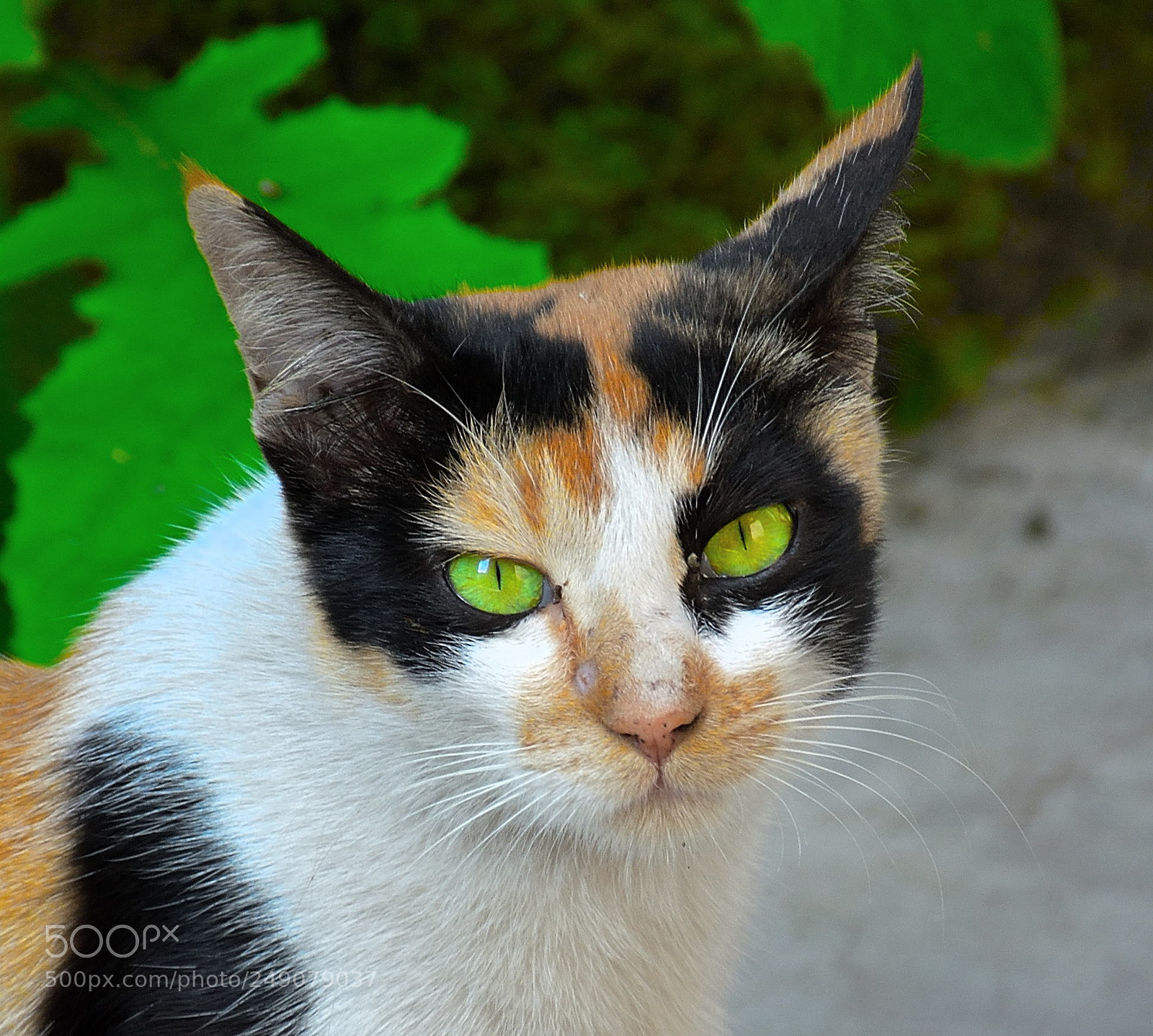 Nikon D5300 sample photo. Cat photography