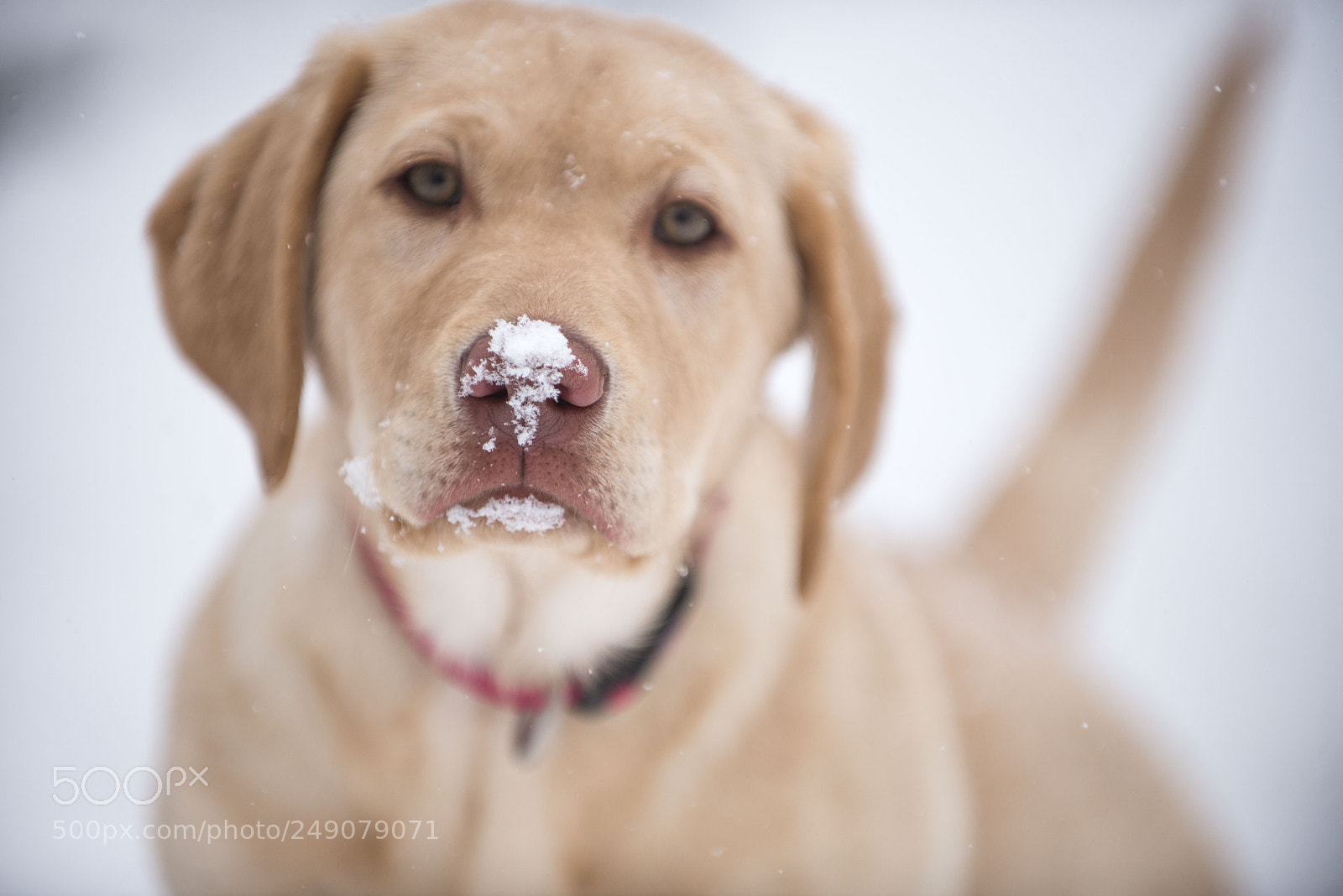 Nikon D600 sample photo. Snow nose photography