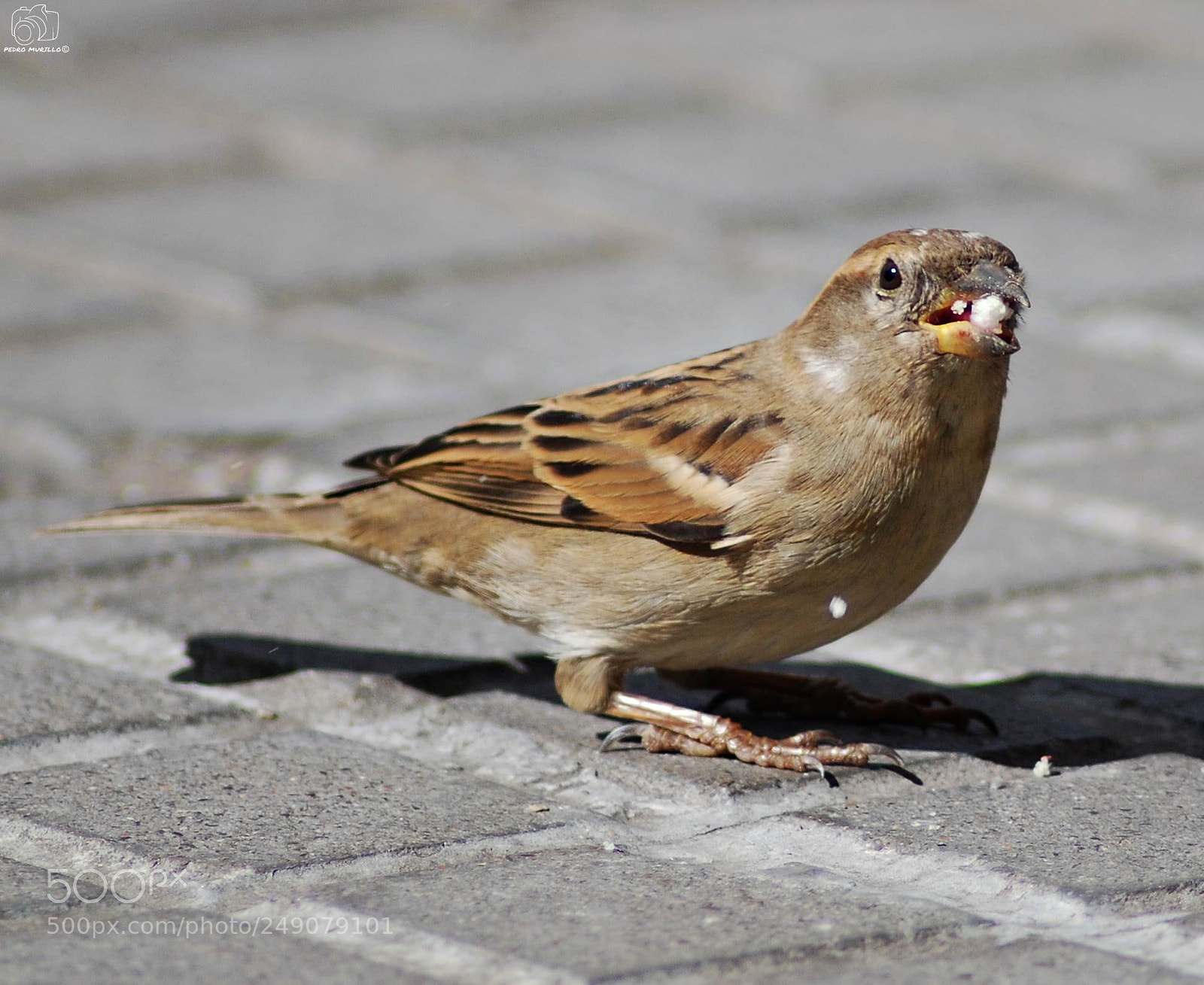 Nikon D60 sample photo. Untitled photography