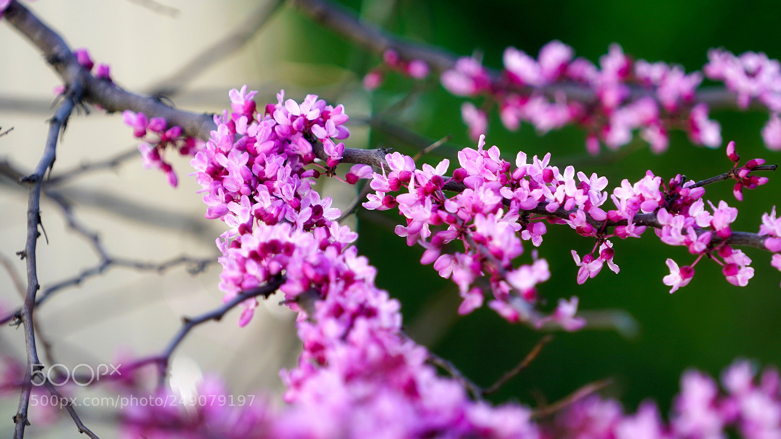 Sony a9 sample photo. Please don't stop the photography