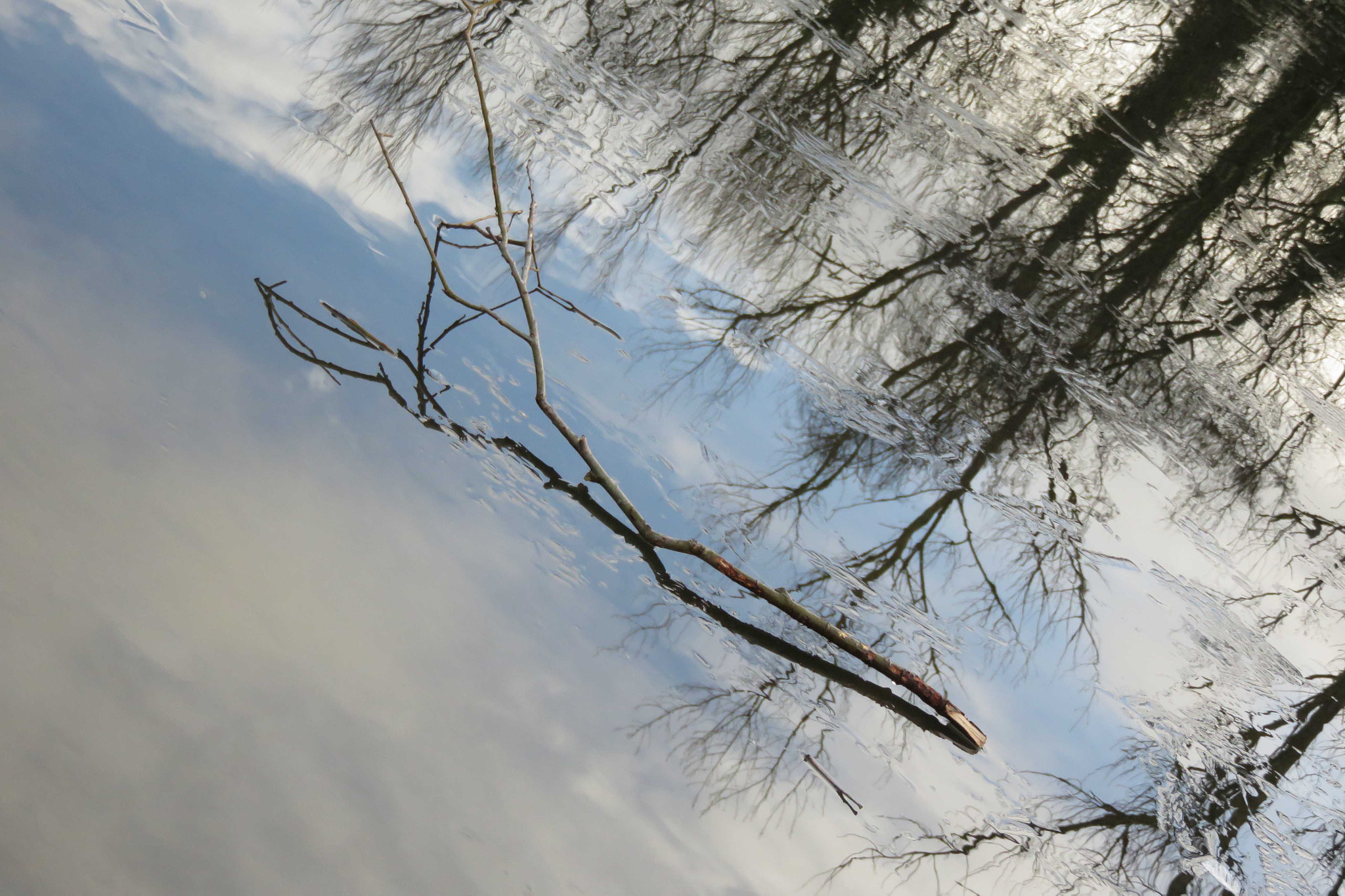 Canon PowerShot SX700 HS sample photo. Branches water reflection photography