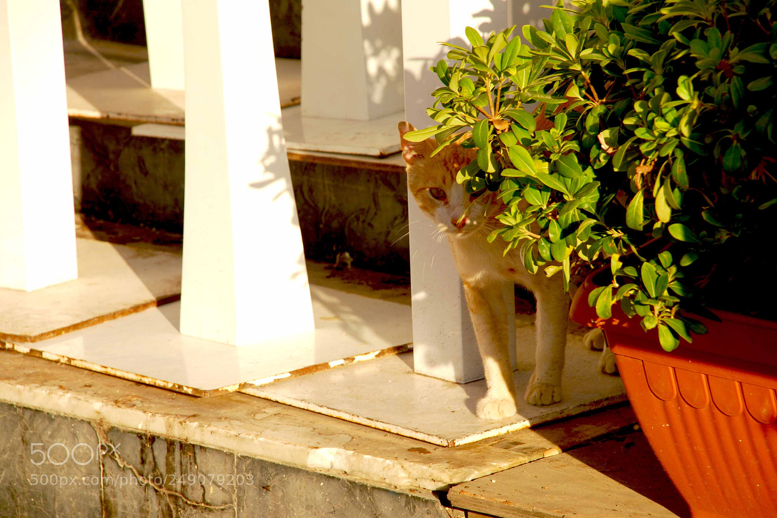 Nikon D80 sample photo. Cat flowerpot photography