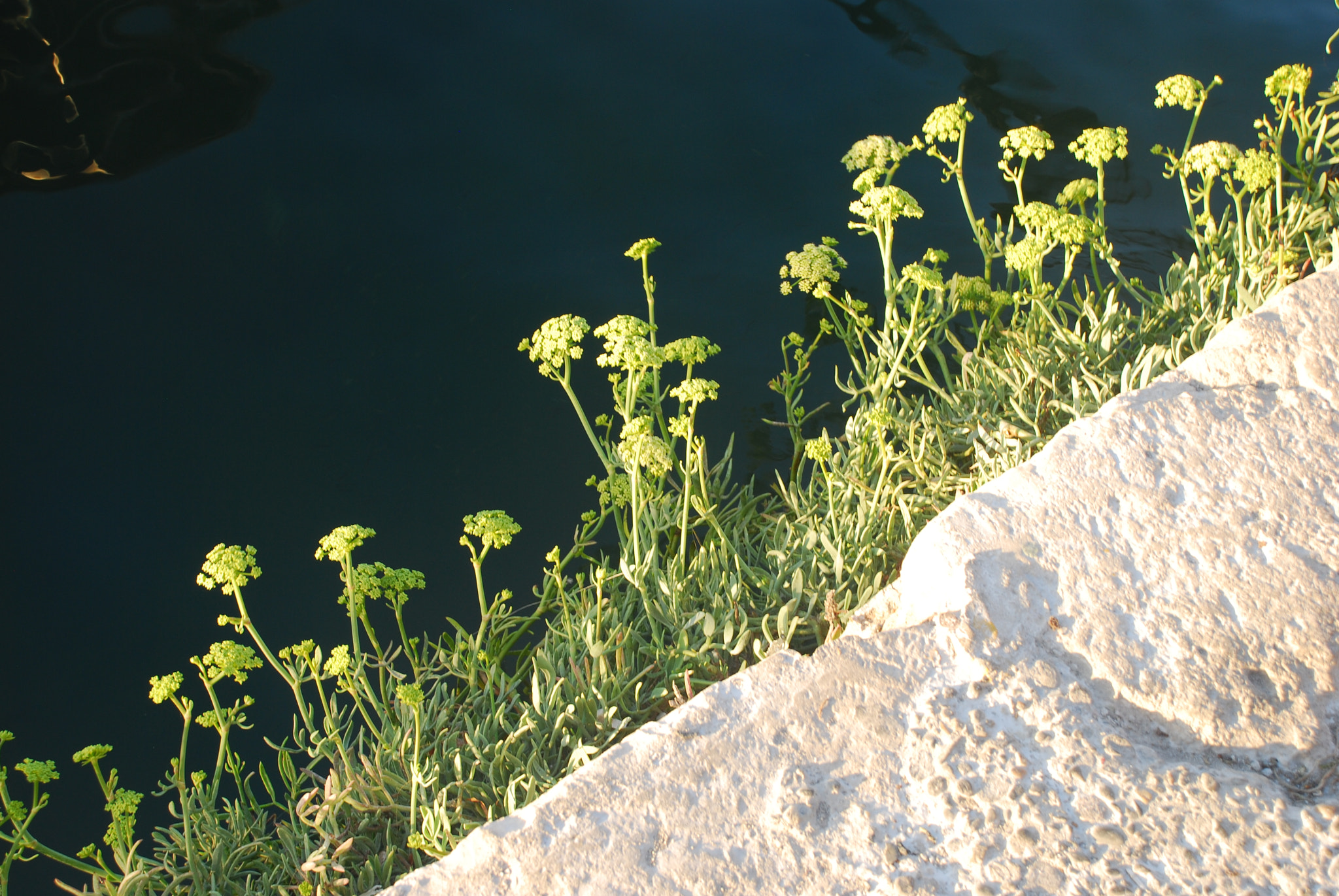 Nikon D80 sample photo. Flowers sea photography