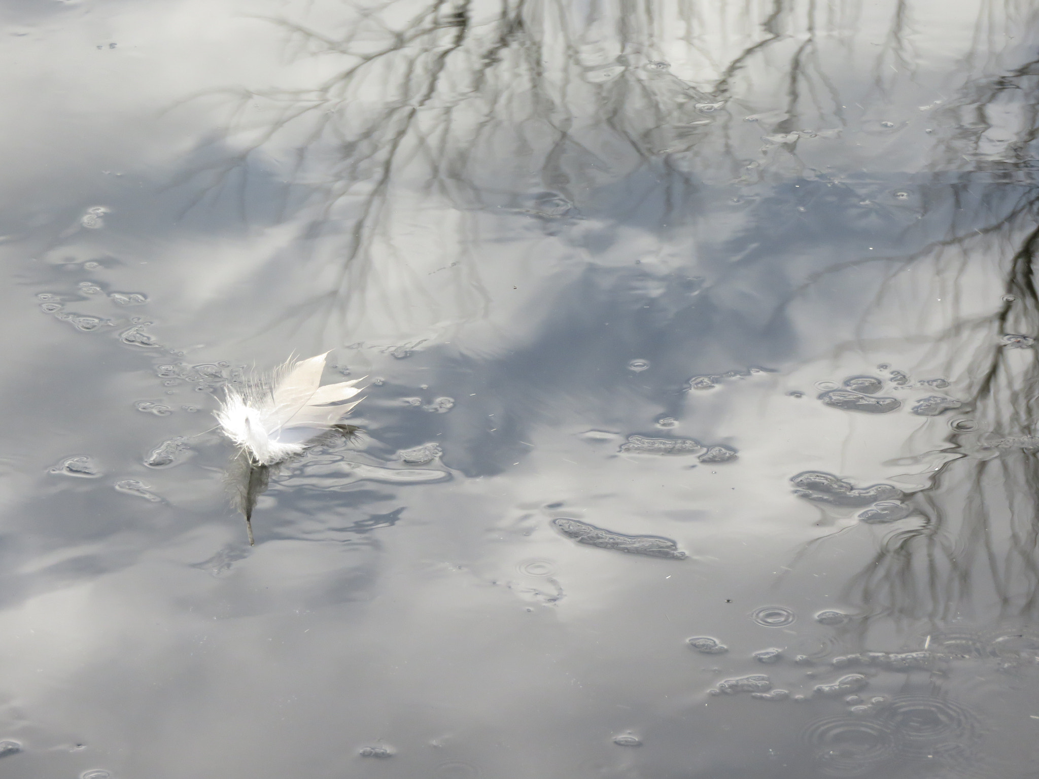 Canon PowerShot SX700 HS sample photo. White feather photography