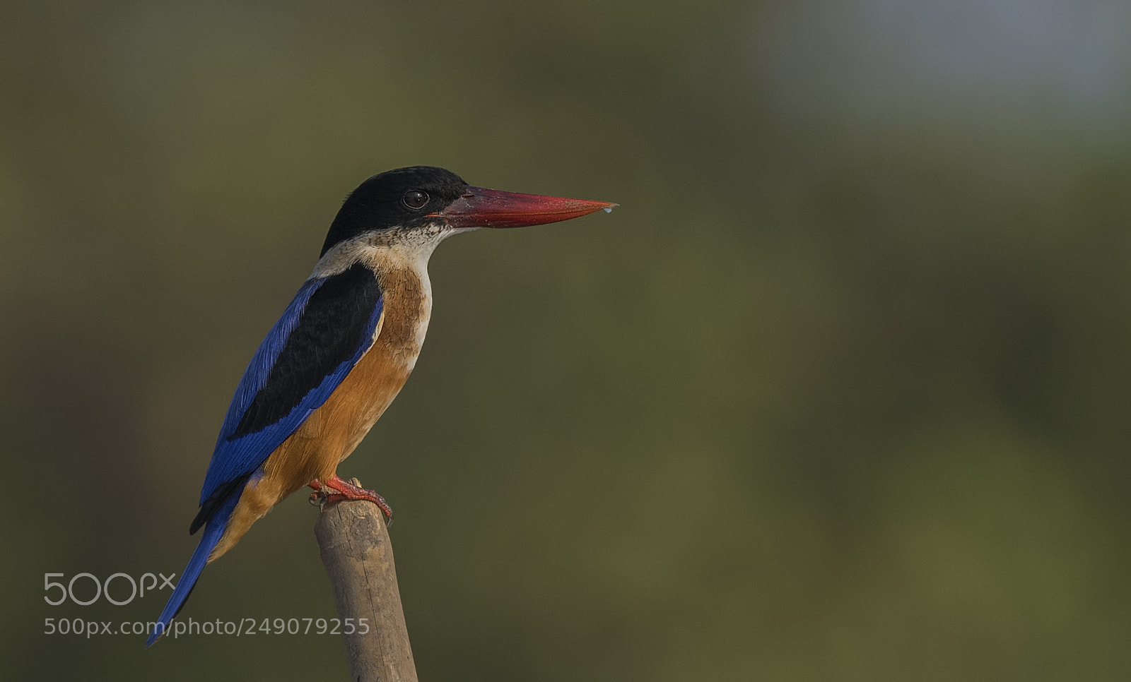 Nikon D500 sample photo. Black-capped kingfisher photography