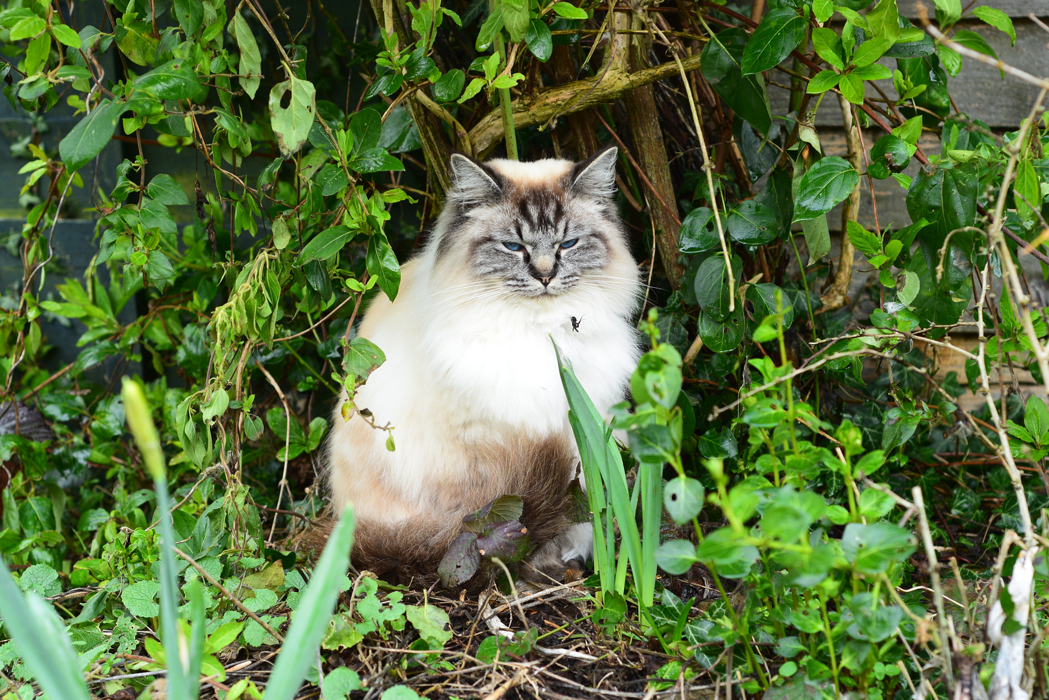Nikon D3300 + Nikon AF Nikkor 50mm F1.8D sample photo. The cat photography