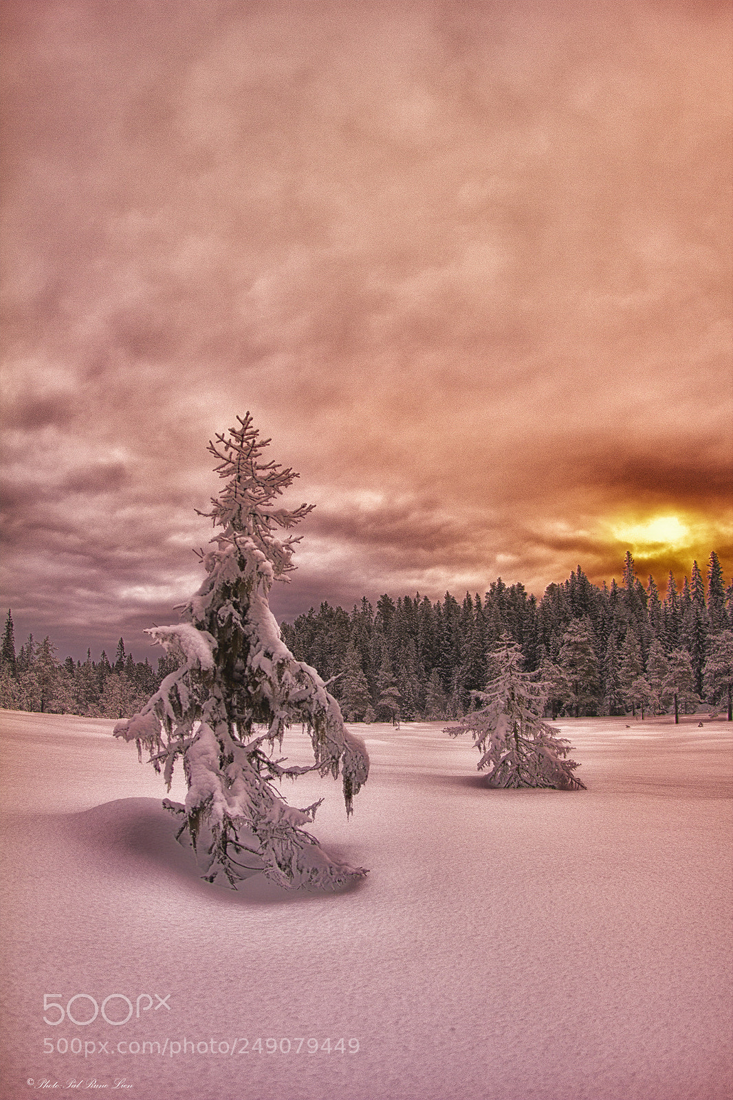 Canon EOS 60D sample photo. Bymarka i trondheim, norway photography