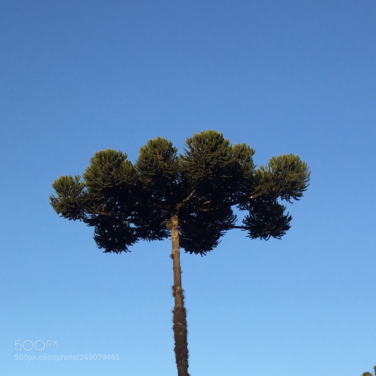 Apple iPhone 6 sample photo. Araucária photography