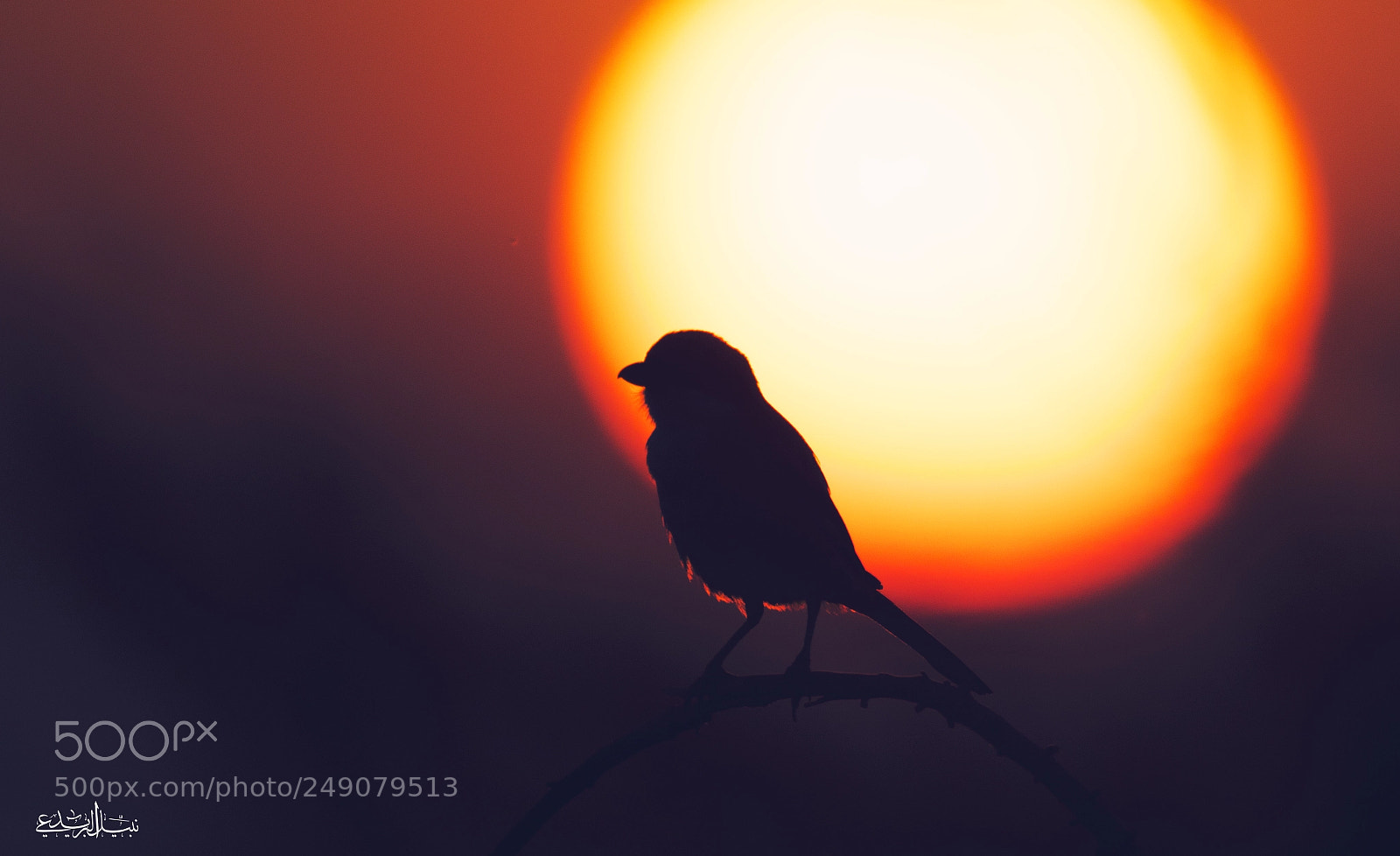 Canon EOS 7D Mark II sample photo. Shrike photography