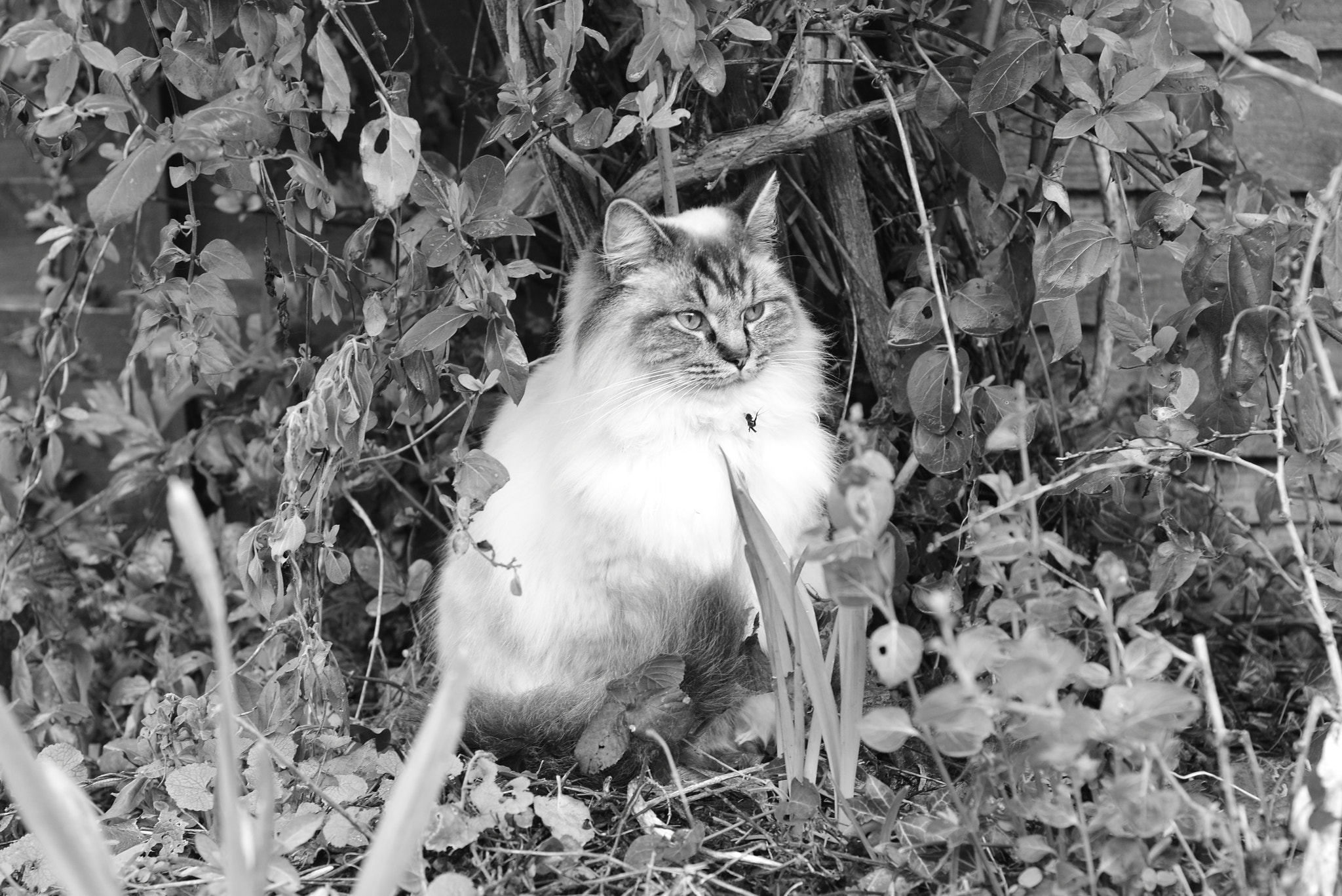 Nikon D3300 + Nikon AF Nikkor 50mm F1.8D sample photo. Puddy cat photography