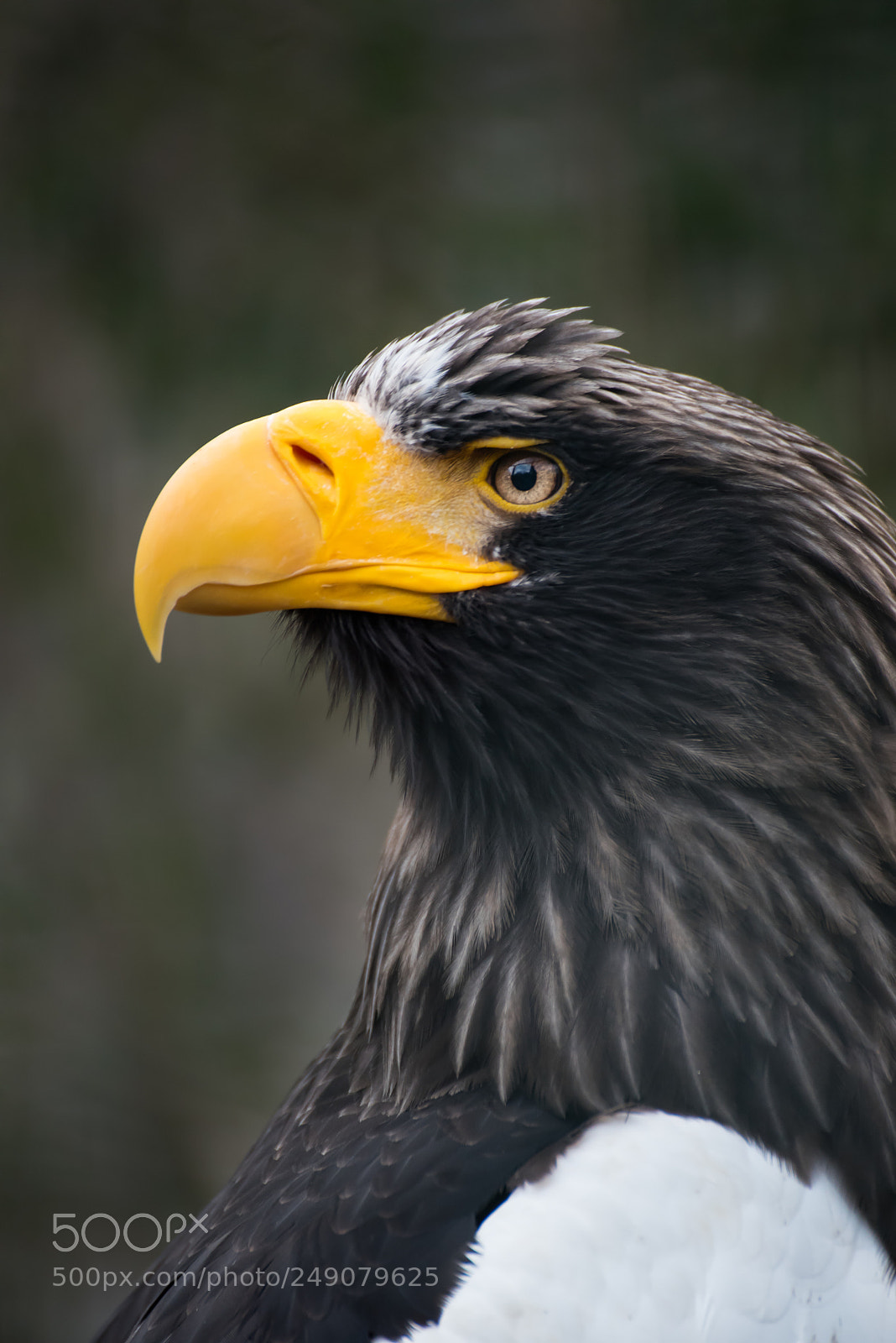 Nikon D750 sample photo. Eastern eagle photography