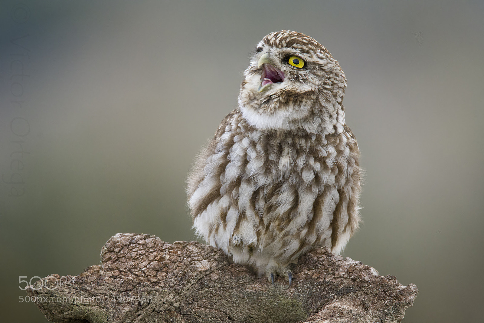 Nikon D500 sample photo. Little owl calling photography