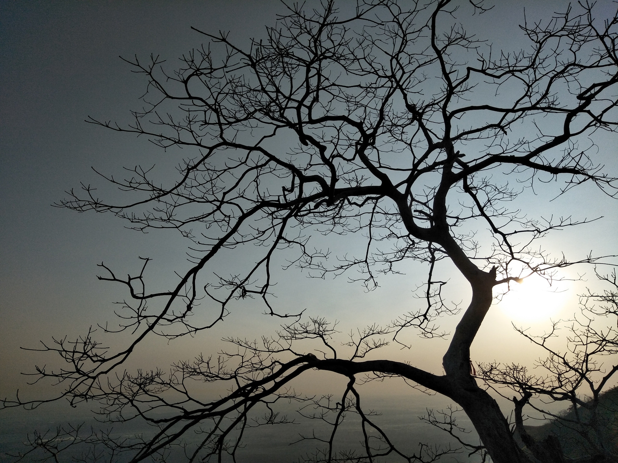 OPPO CPH1701 sample photo