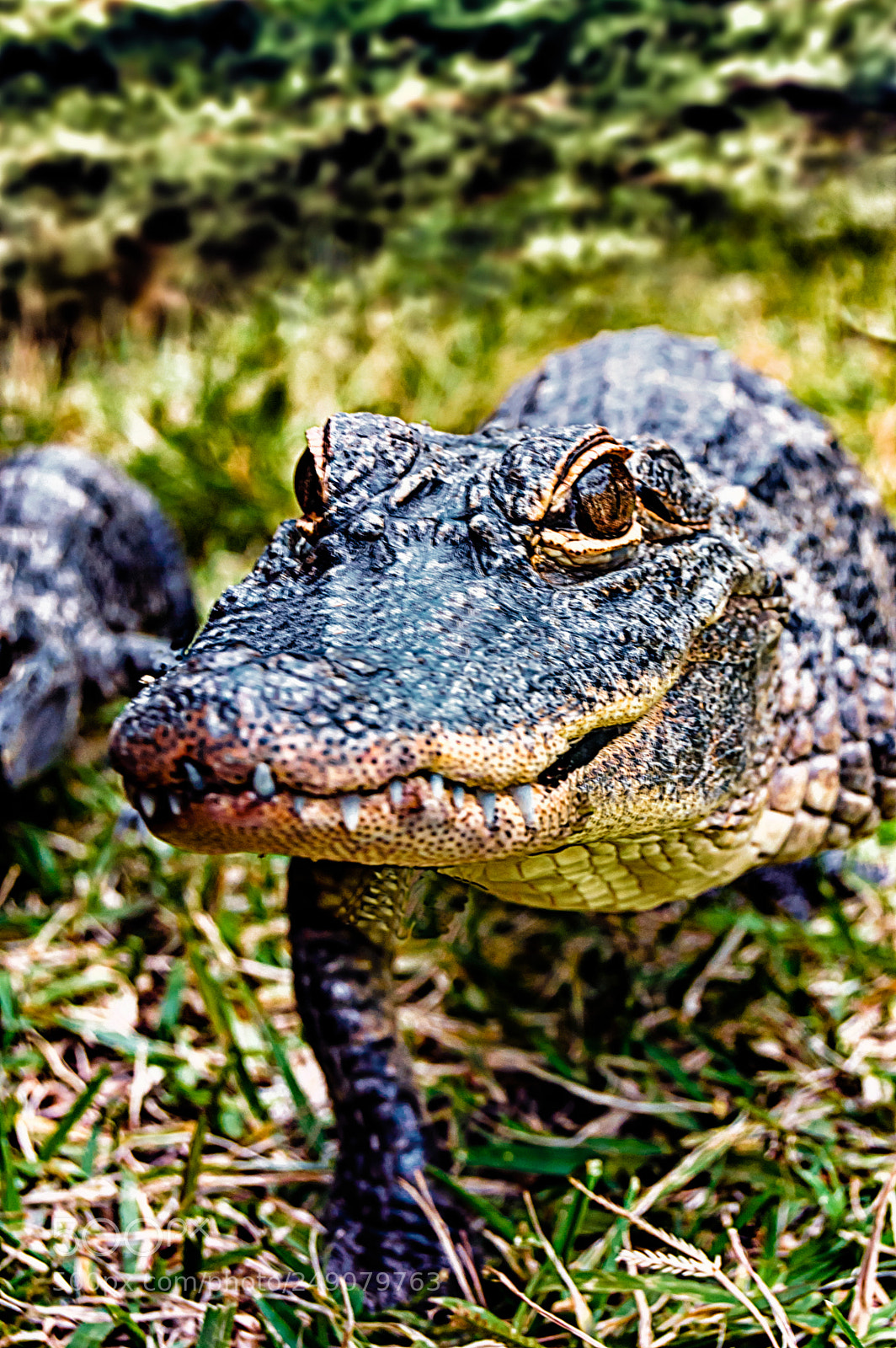 Nikon D3200 sample photo. American alligator photography