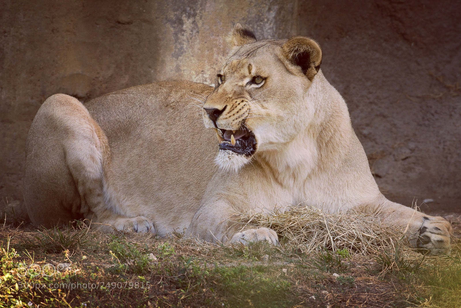 Nikon D7100 sample photo. Lioness photography
