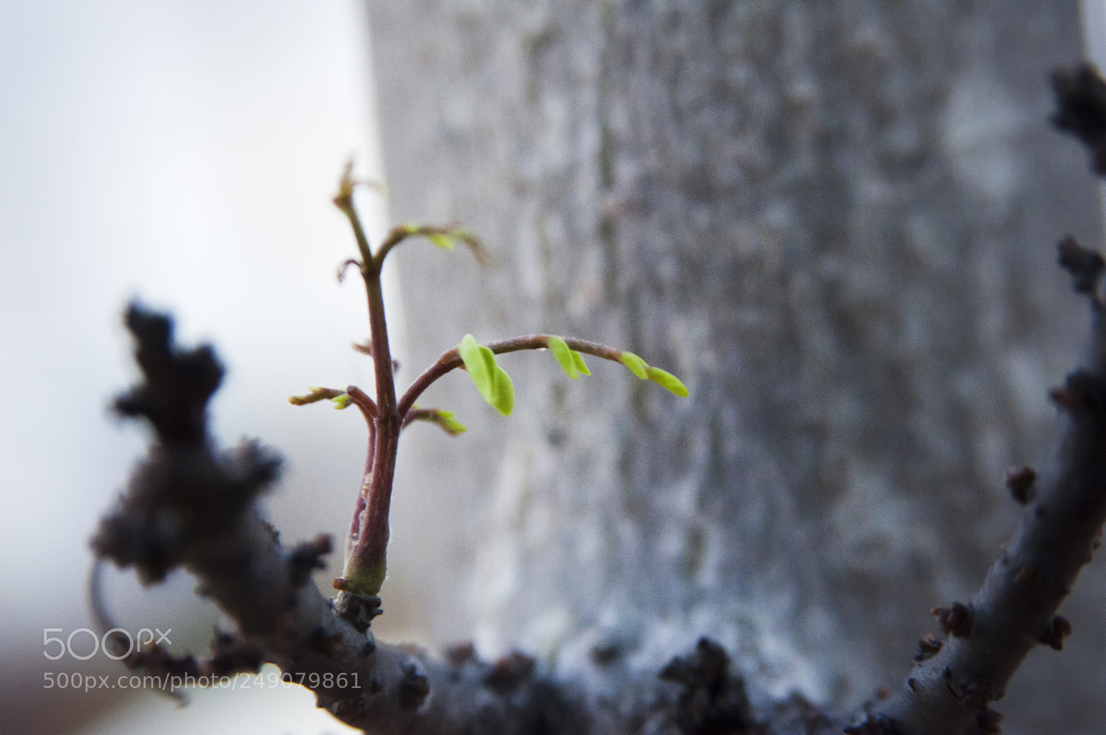 Nikon D300S sample photo. Tui photography