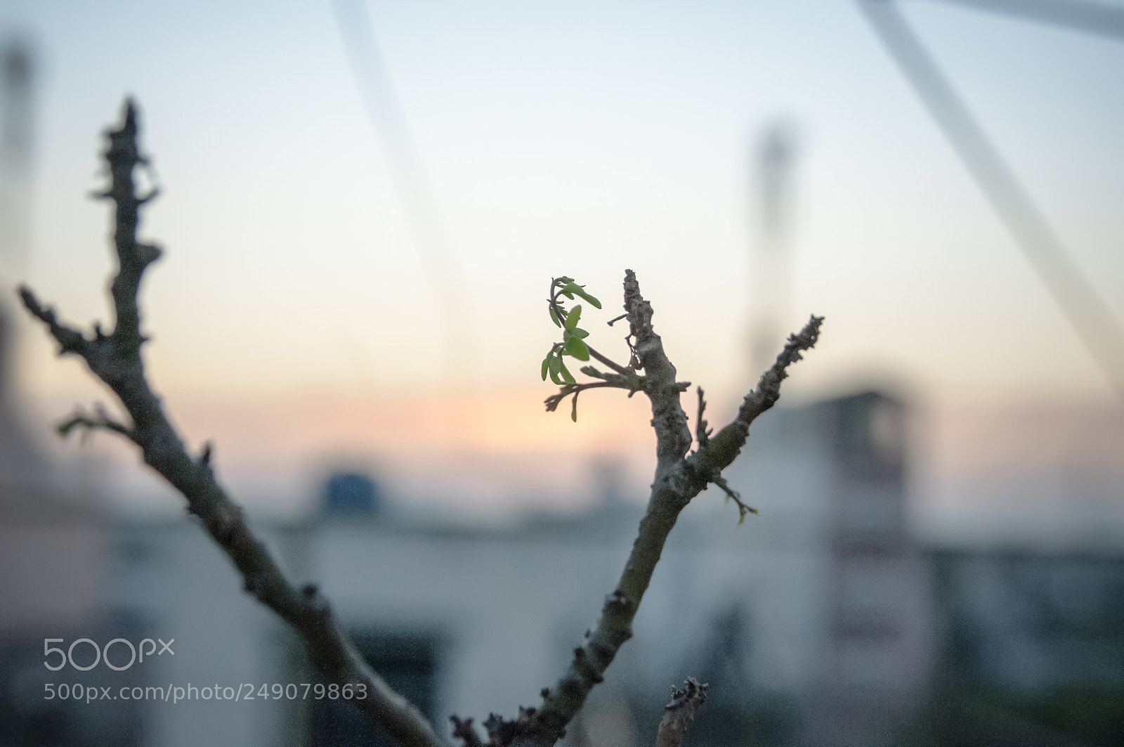 Nikon D300S sample photo. Tui photography