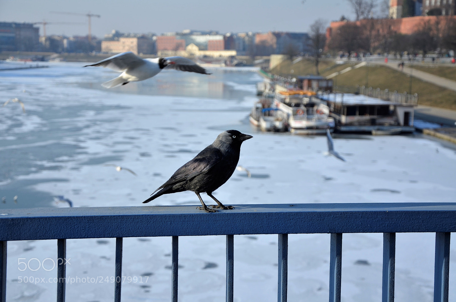Nikon D5100 sample photo. Bird on the bridge photography