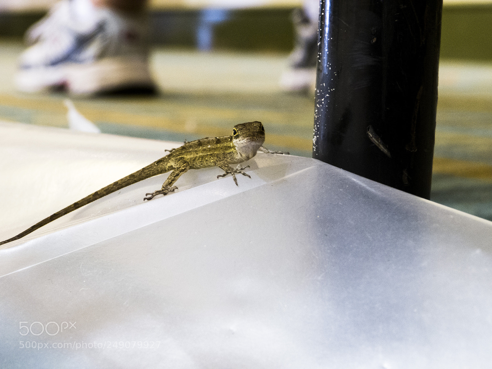 Panasonic Lumix DMC-FZ150 sample photo. Little guy photography