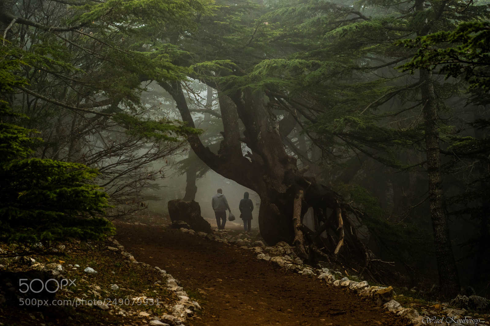 Nikon D5500 sample photo. Lebanese cedars photography