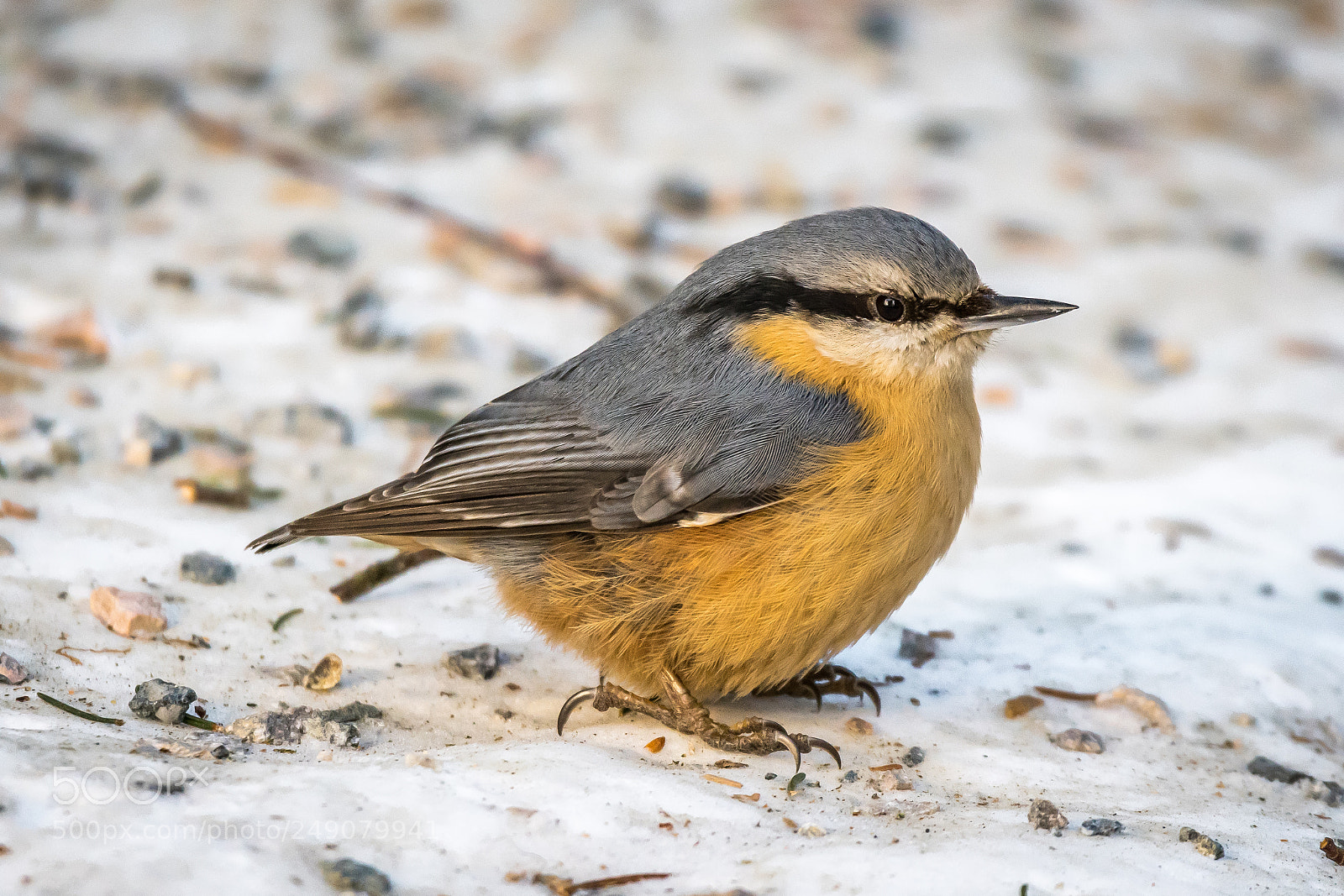 Nikon D500 sample photo. Eurasian nuthatch photography