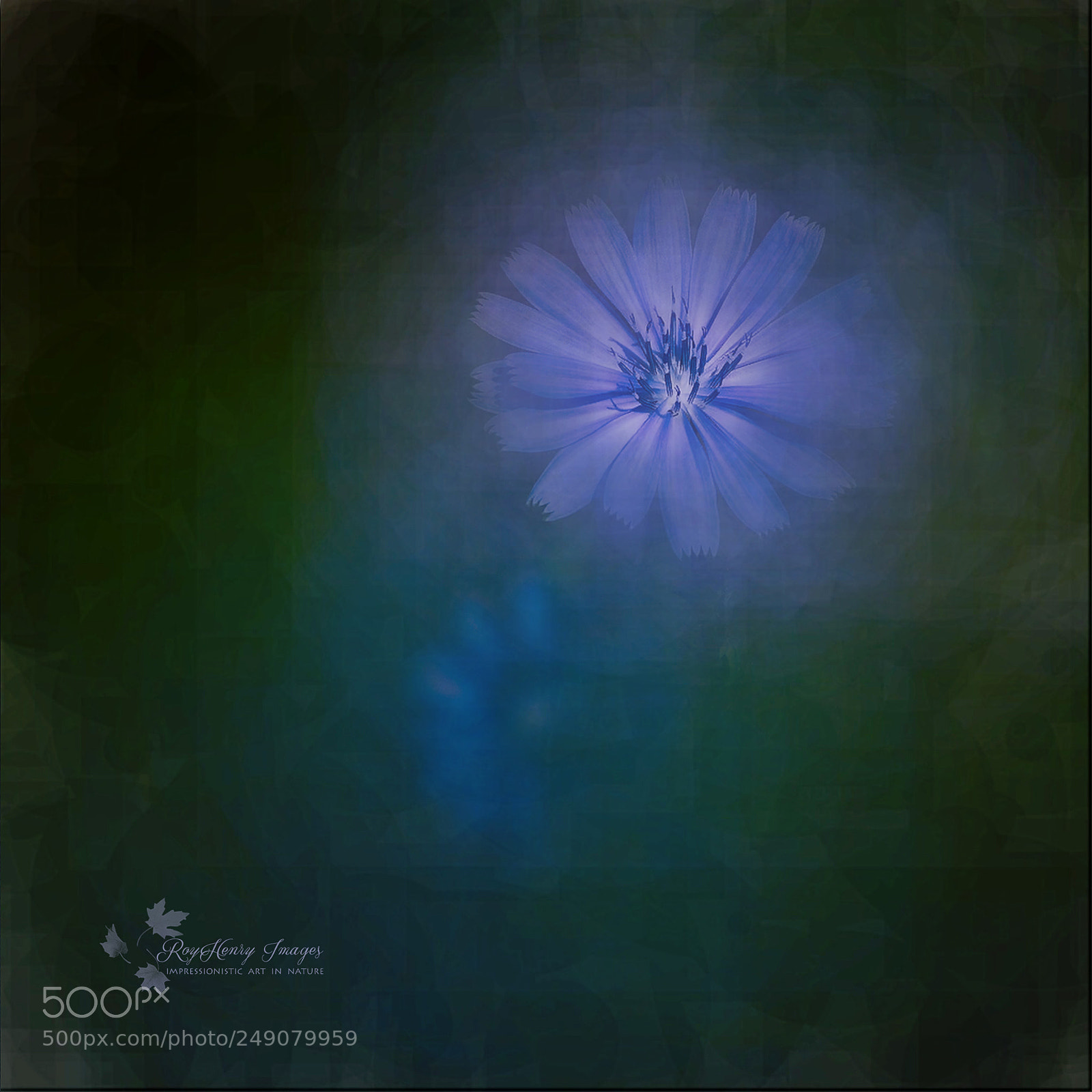 Canon EOS-1D Mark II sample photo. Chicory "semi-abstract #5" photography