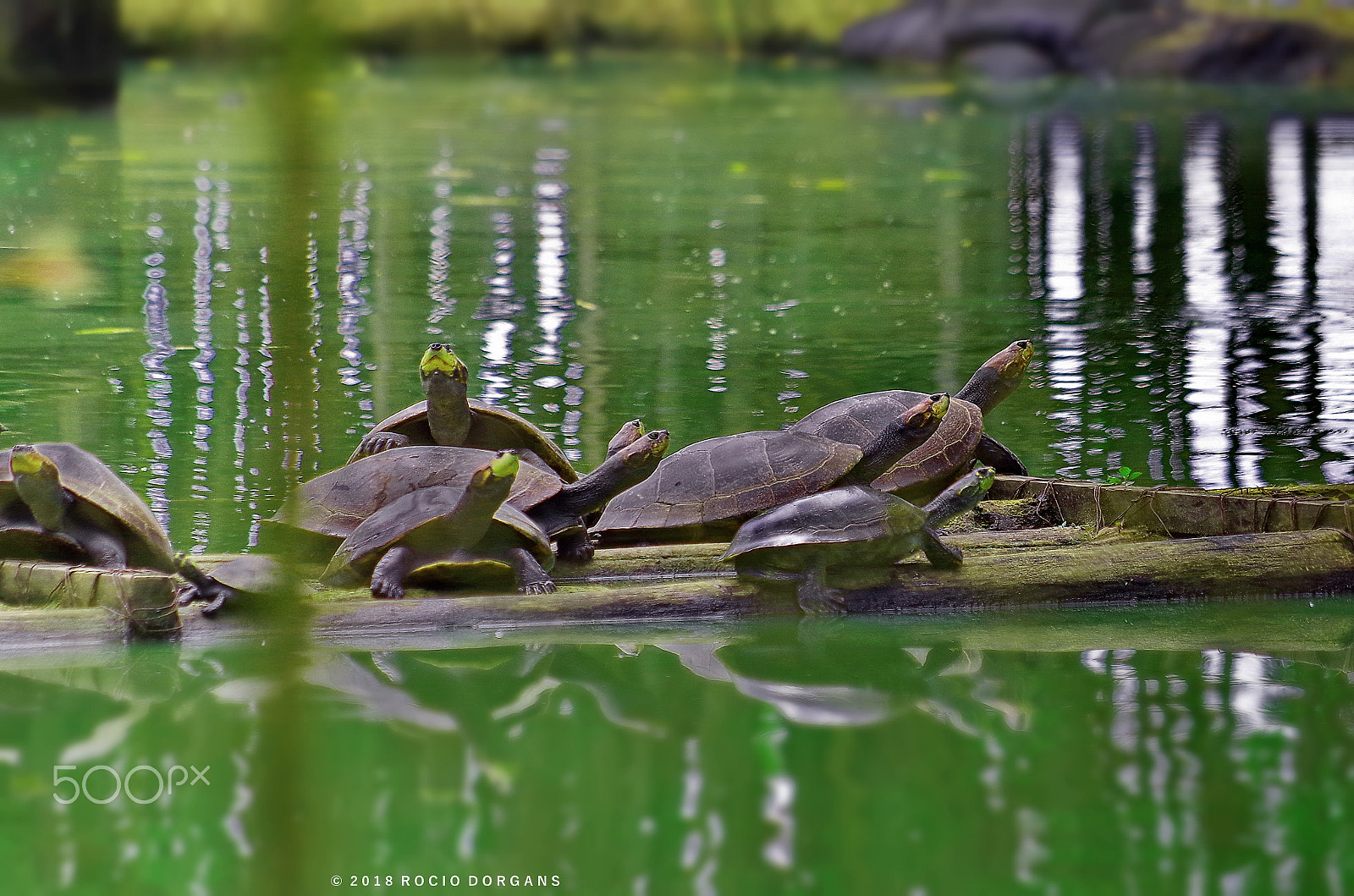 Pentax K-30 + smc PENTAX-DA L 50-200mm F4-5.6 ED sample photo. Iquitos - peru photography