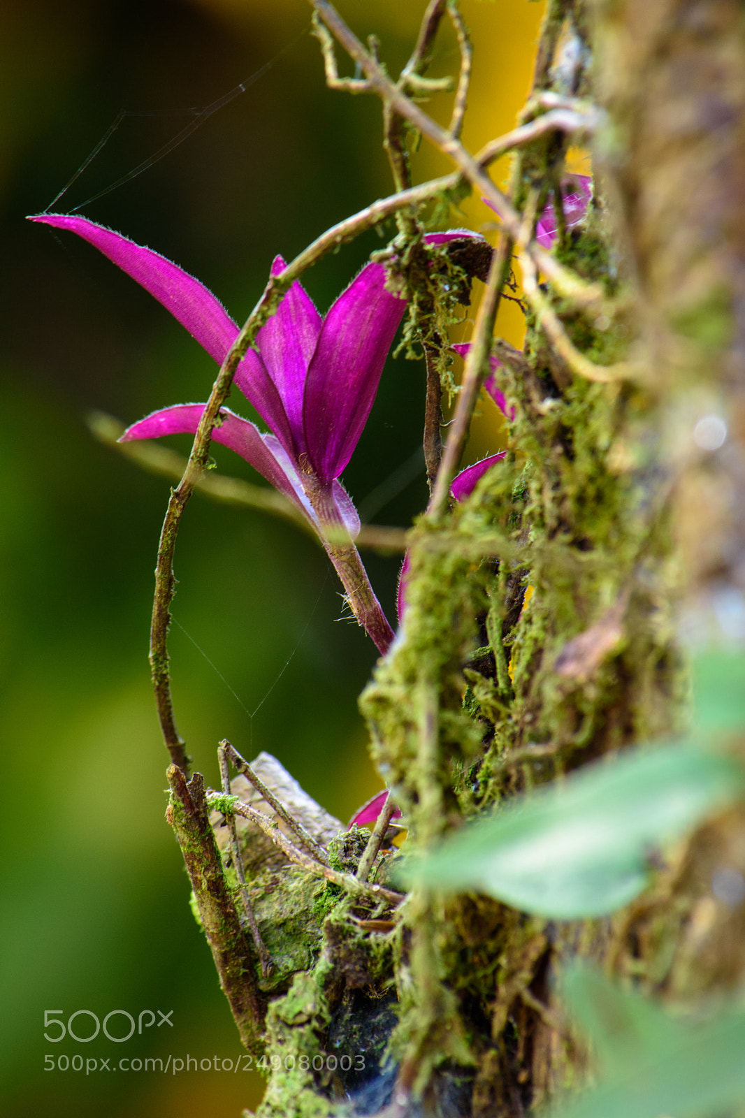 Nikon D7200 sample photo. 11032018-wck_1315.jpg photography