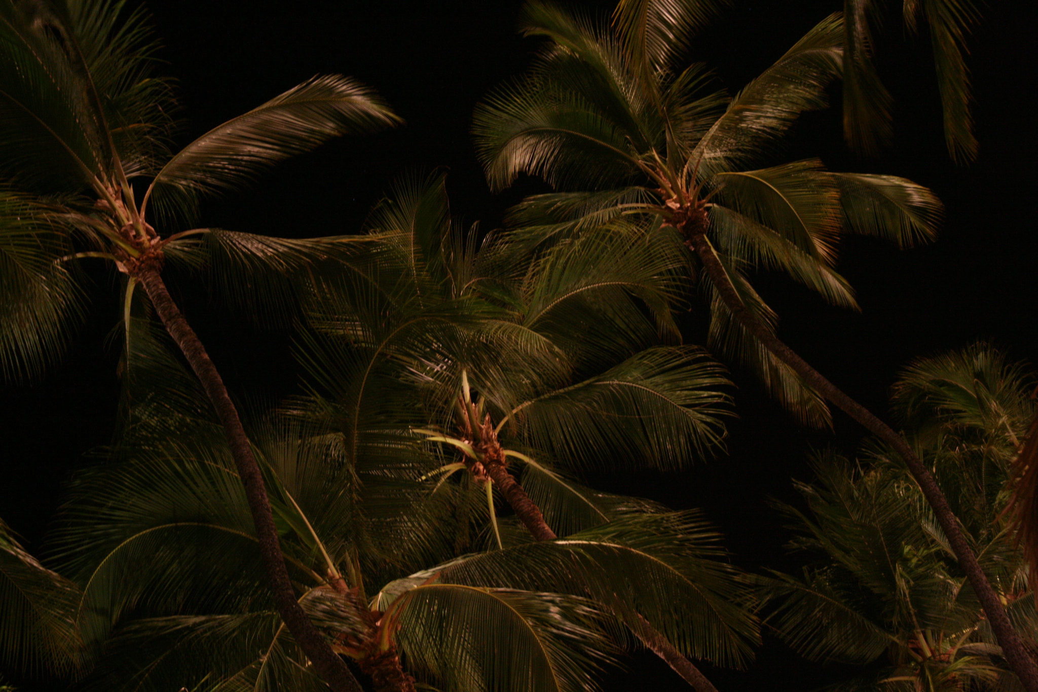 Canon EOS 400D (EOS Digital Rebel XTi / EOS Kiss Digital X) sample photo. Palms at night photography