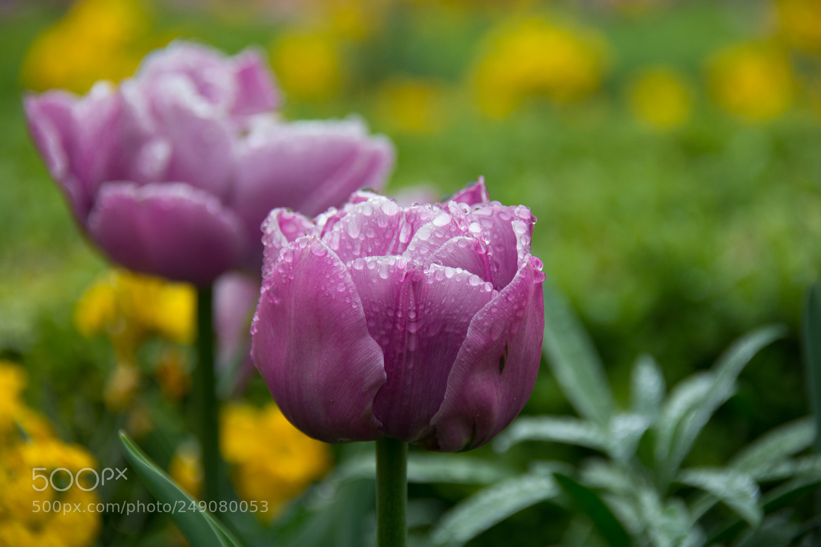 Nikon D7100 sample photo. Spring is in the photography