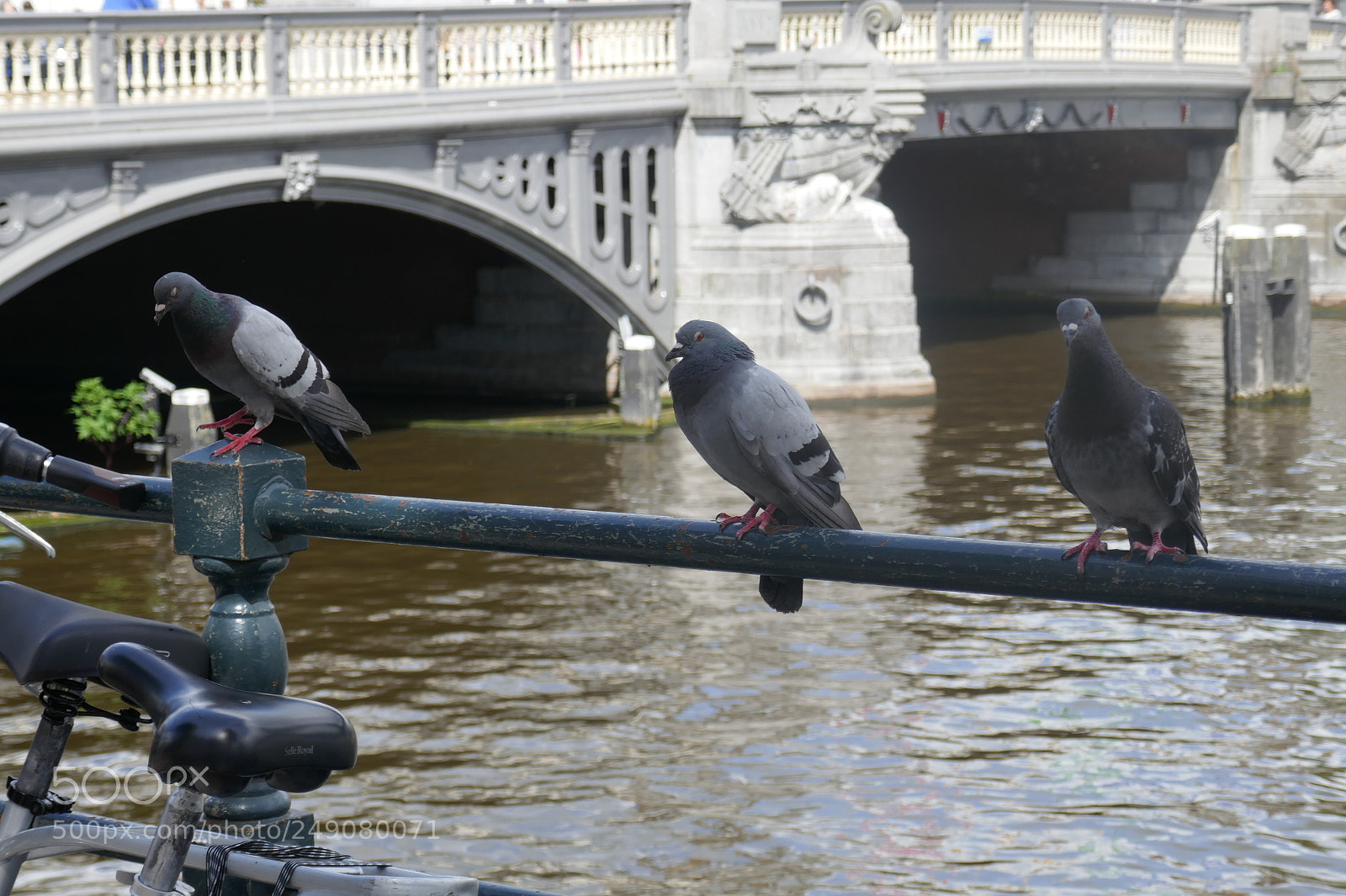 Panasonic Lumix DMC-ZS100 (Lumix DMC-TZ100) sample photo. Doves in amsterdam. photography