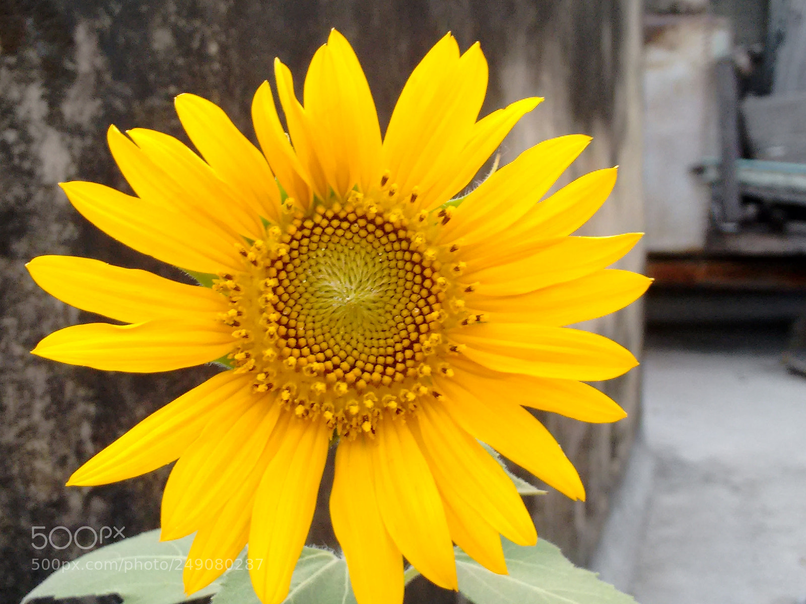 Motorola Moto G (2nd Gen) sample photo. Snehals photography photography