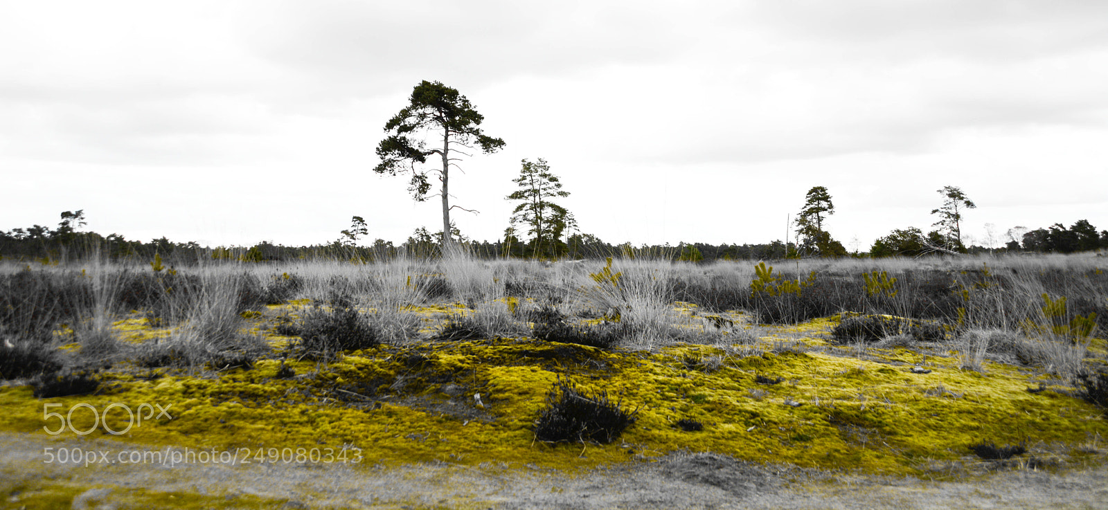 Nikon D5200 sample photo. Dunes of drunen photography