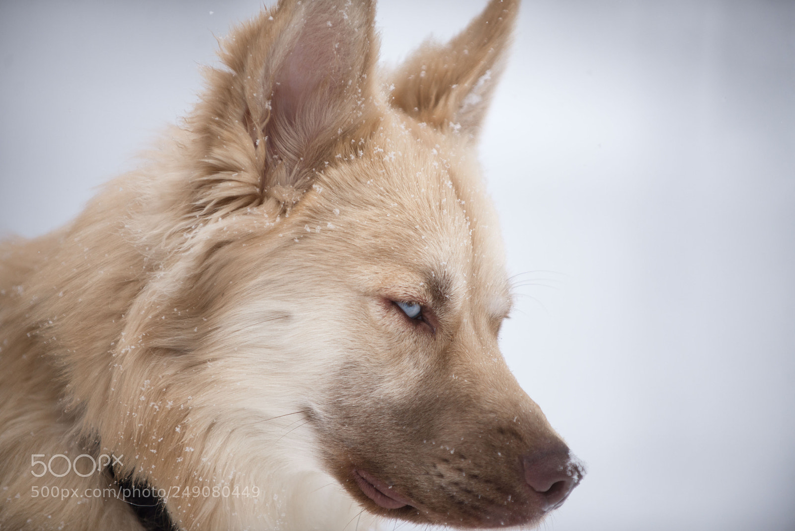 Nikon D600 sample photo. Husky snow day photography