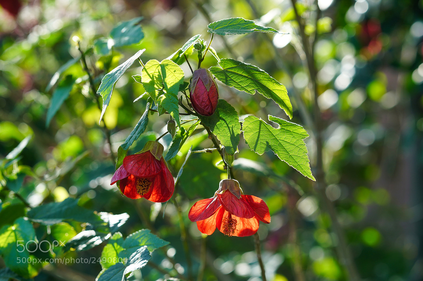 Sony a9 sample photo. One of these days photography