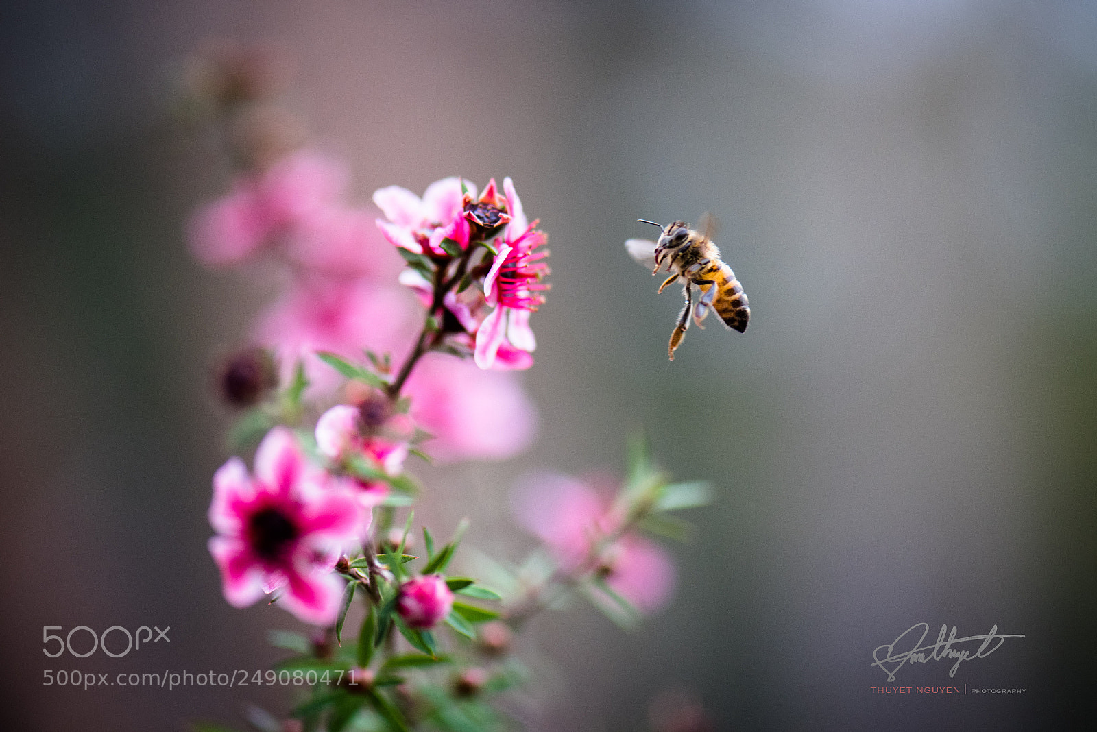 Nikon D810 sample photo. Honeyme photography