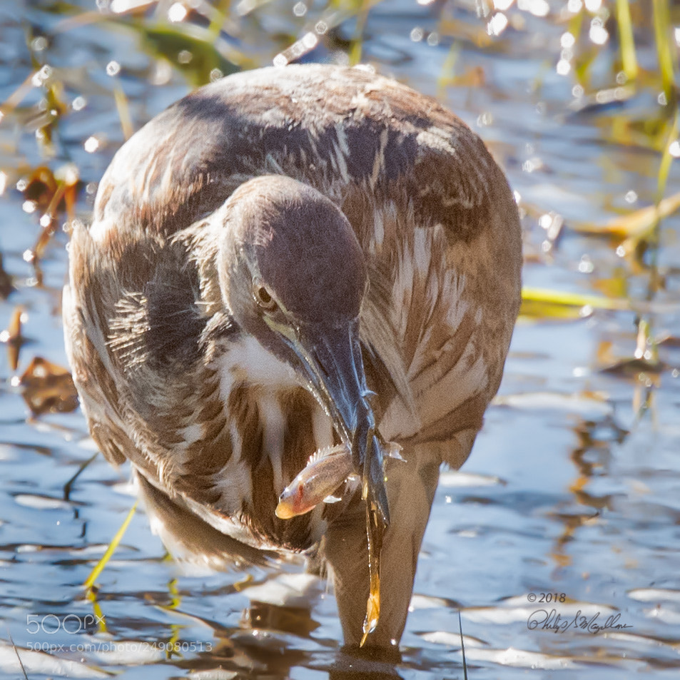 Nikon D500 sample photo. American bittern with small photography