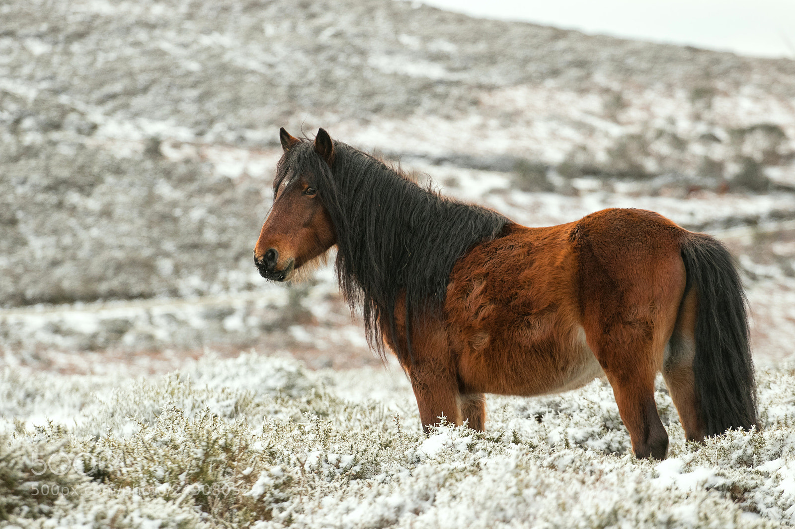 Canon EOS 80D sample photo. Young stallion photography