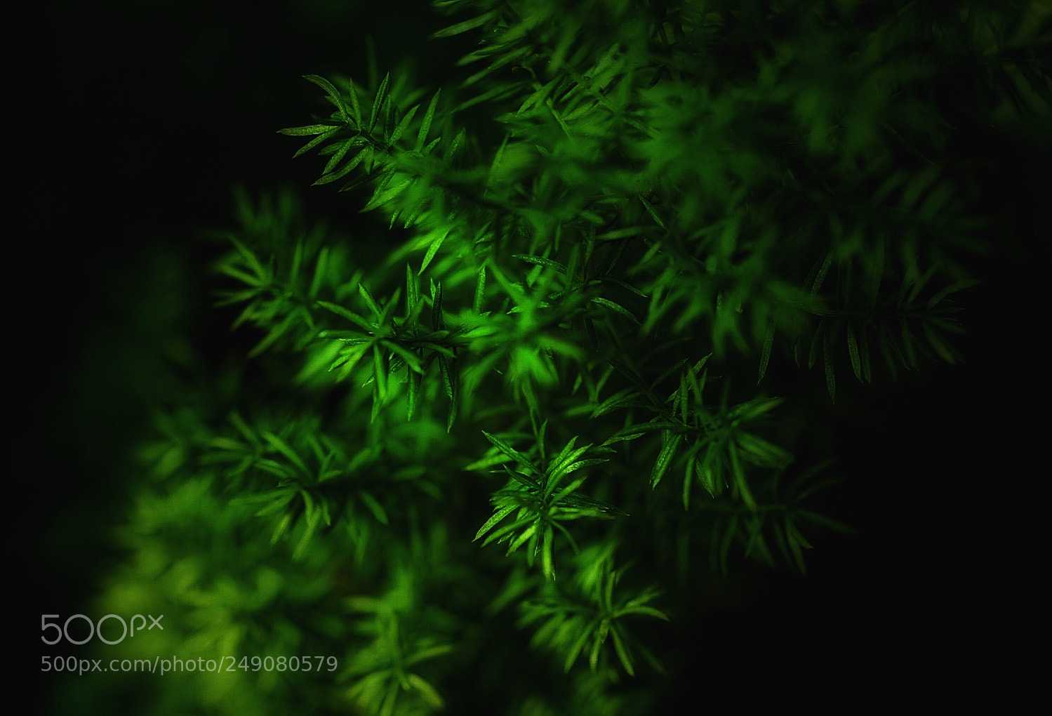 Sony a7 II sample photo. Green photography