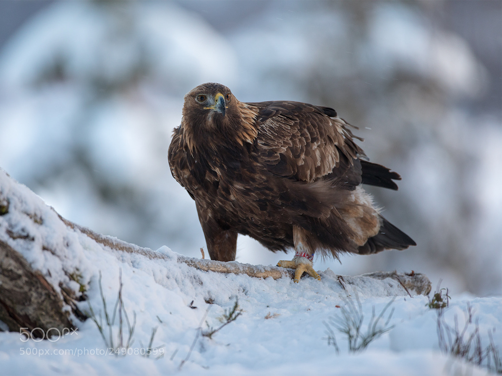 Canon EOS 5D Mark IV sample photo. Golden eagle photography