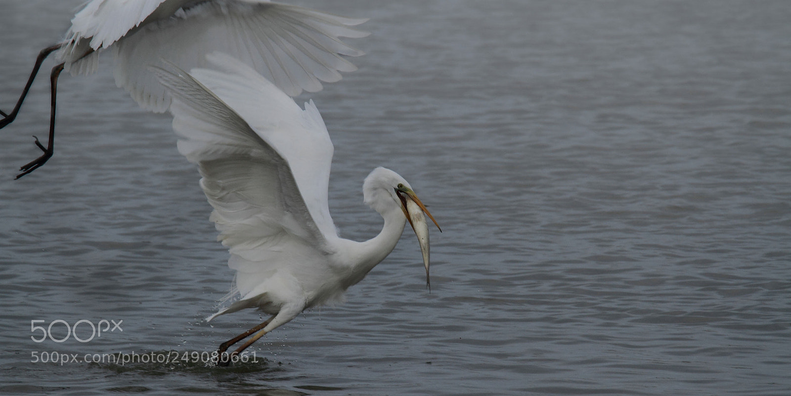 Canon EOS 7D sample photo. The great egret ardea photography