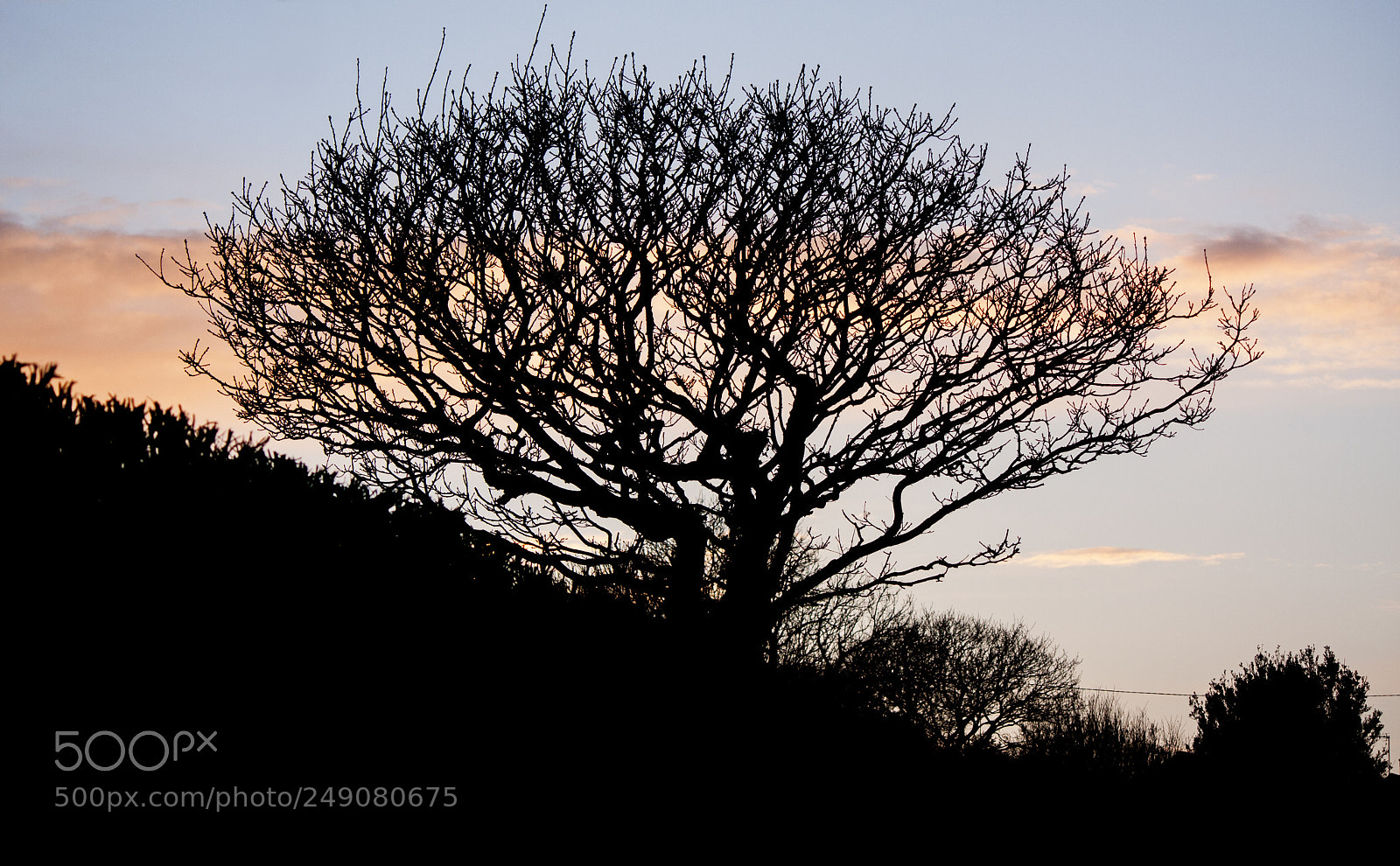 Canon EOS 40D sample photo. Sunset tree silhouette photography