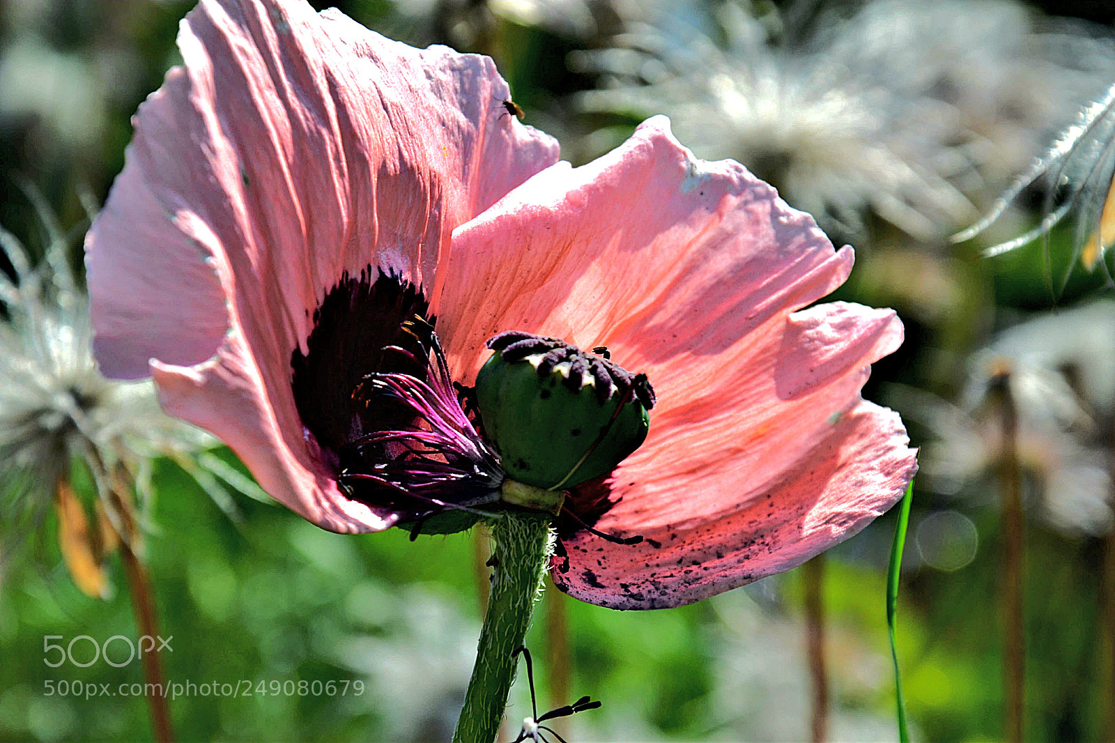 Nikon D3100 sample photo. Untitled photography