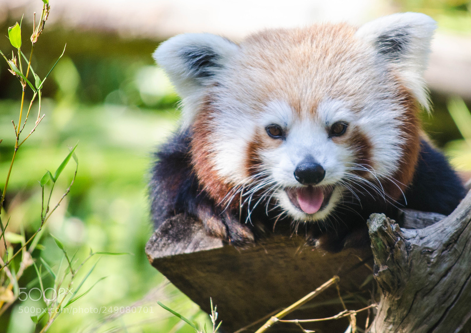 Nikon D5100 sample photo. Panda roux photography