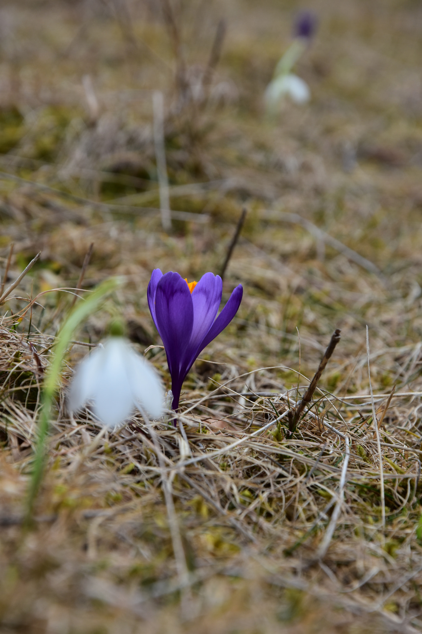 Nikon D7200 sample photo. Alaturare photography
